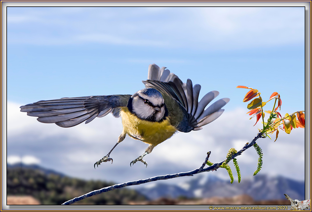 Mésange Bleue